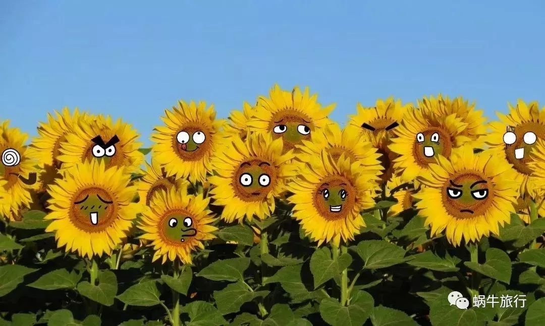 上林葵花节景点,广西上林葵花文化旅游节