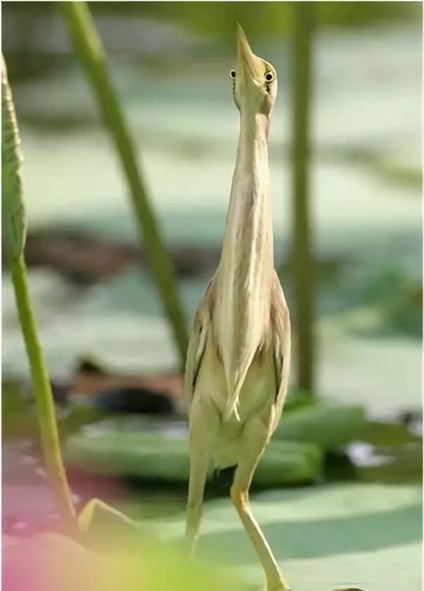 他做了15年自然测量员，只为得到更好的荒野