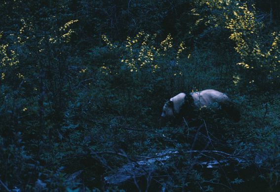 他做了15年自然测量员，只为得到更好的荒野