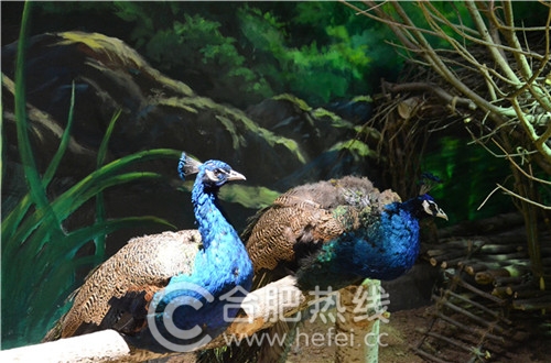 玛塔塔动物王国合肥,马塔塔动物王国室内