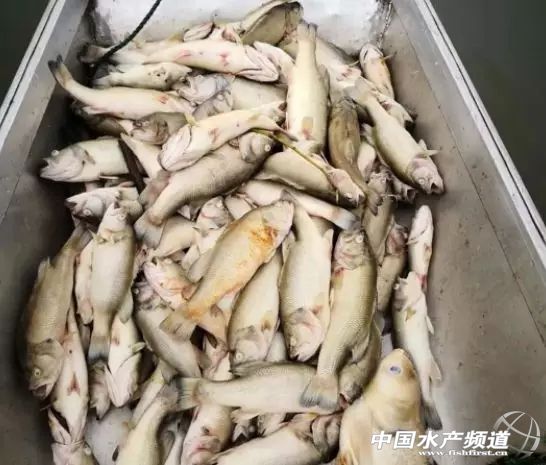 网箱鱼接连死亡,网箱鱼死亡人数