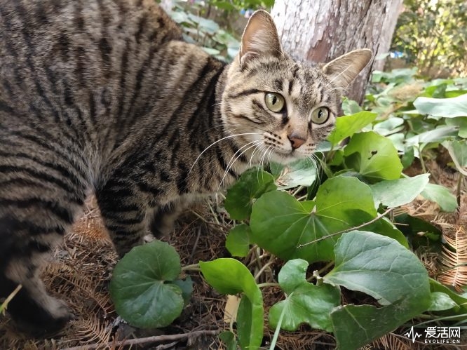 vivonex双屏版真机详细体验,vivonex双屏版有什么优势