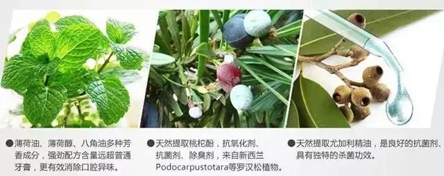 澳洲蜂胶牙膏哪个品牌好,国外去牙黄最有效的牙膏