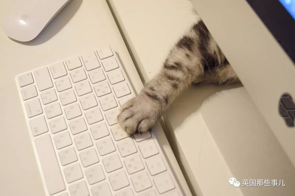 2018年在日推上“青史留名”的喵星人，引起舒适！