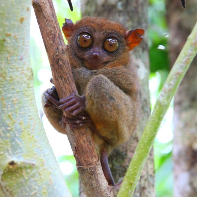 最新去菲律宾旅游攻略,挨饿荒野菲律宾攻略