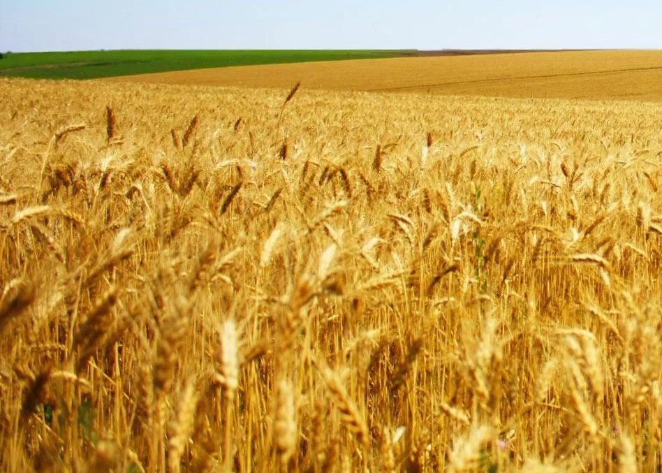 美国粮食巨头市值,美国四大粮食垄断巨头