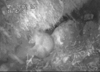 新西兰的国鸟竟是如此模样,新西兰的国鸟是哪种奇特无比的鸟