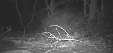 新西兰的国鸟竟是如此模样,新西兰的国鸟是哪种奇特无比的鸟