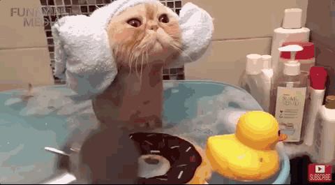 猫癣传染了给人该怎么办,人被传染上猫癣能用皮特芬吗