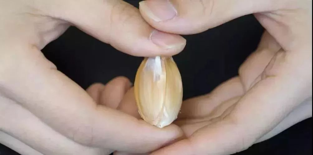 剥蒜器快速去大蒜皮,剥完整大蒜皮妙招视频