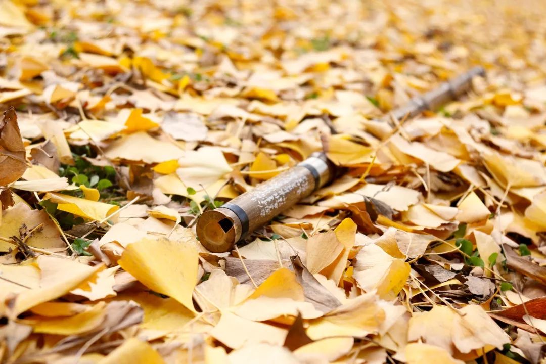 “妈，我在华师看了一场金黄色的雪！”