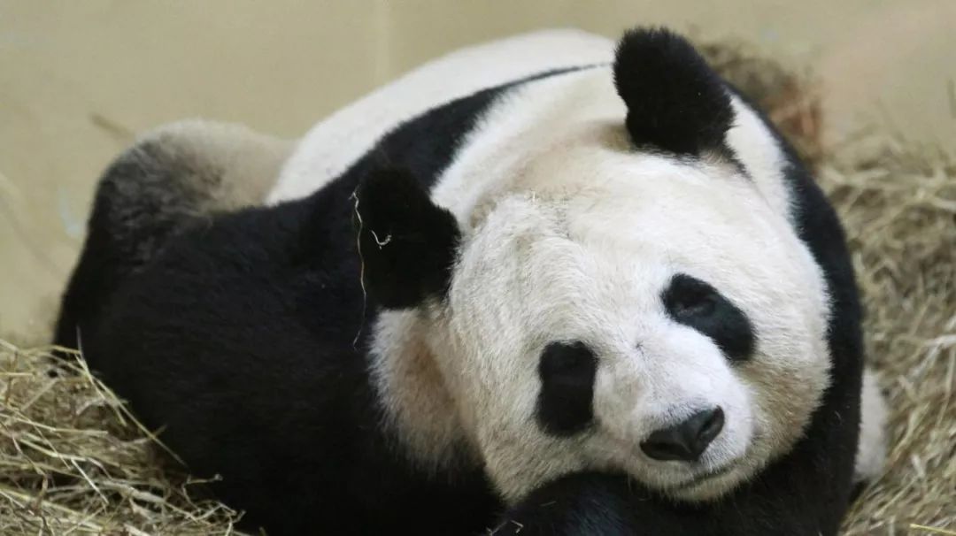 老外多爱猫咪,老外多爱中国