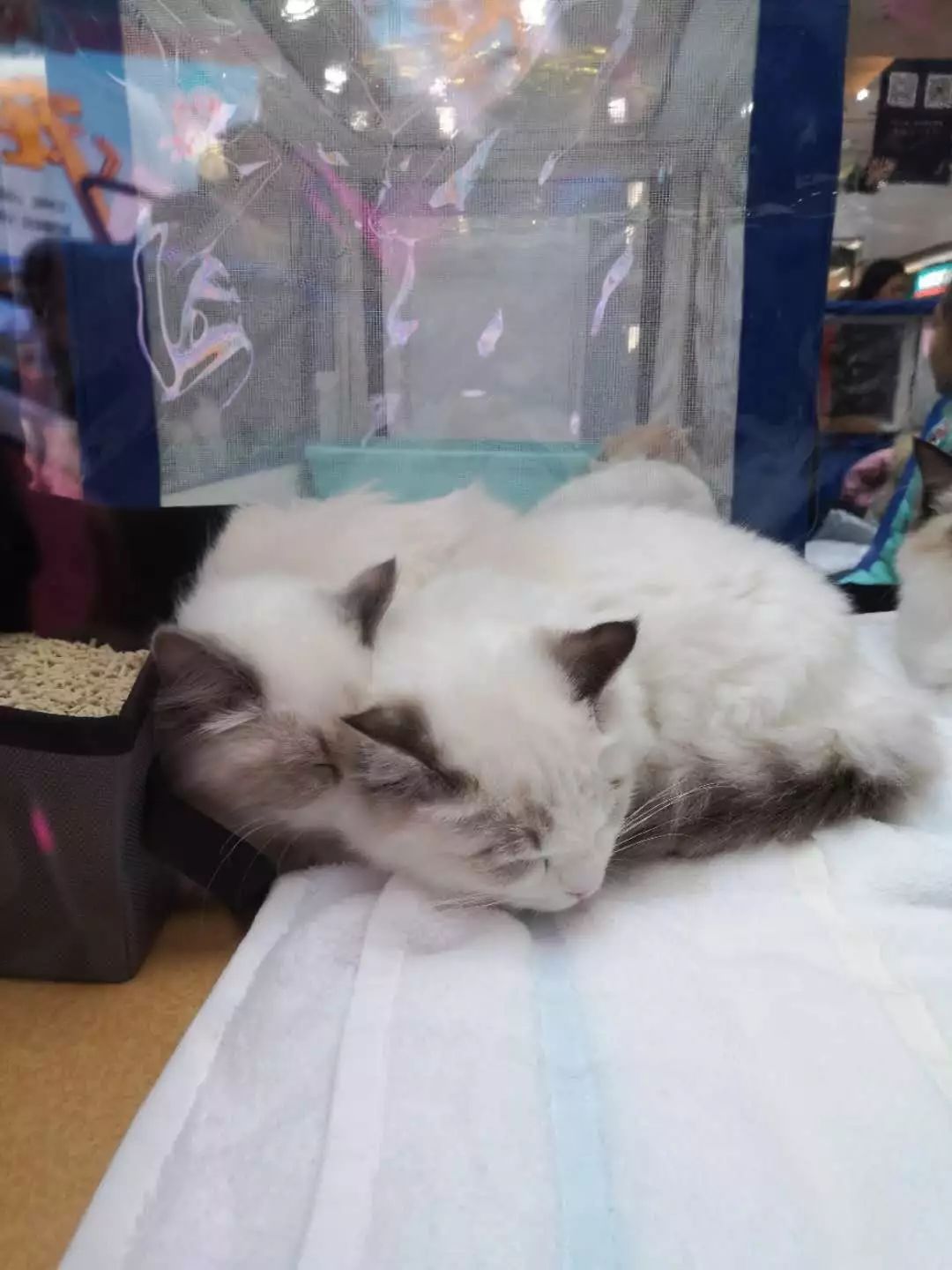 新闻综合广播｜「宠爱有家」之喵星驾到