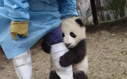 老外多爱猫咪,老外多爱中国