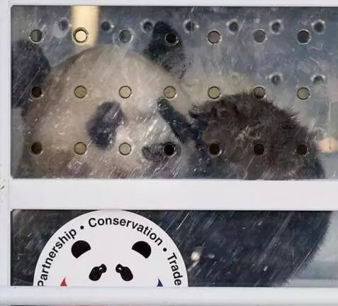 老外多爱猫咪,老外多爱中国