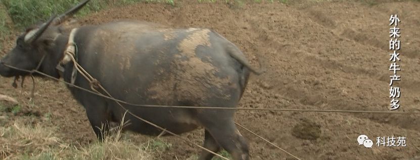北奶南调运费高,水牛改行去产奶!