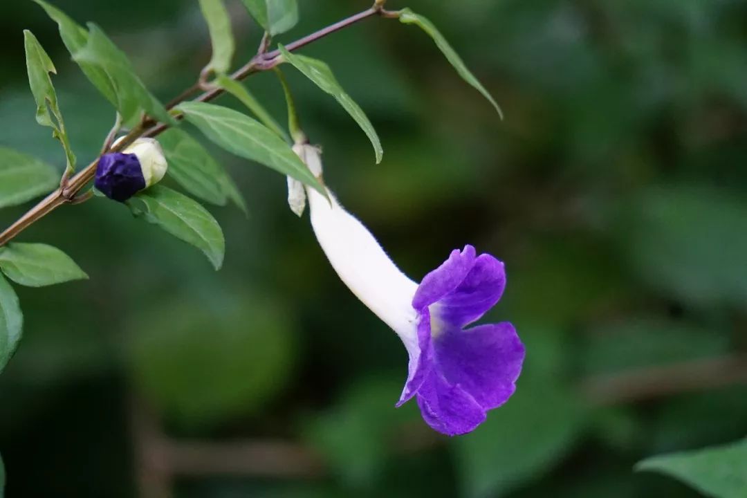 华南植物园吉祥花图片,华南植物园禾雀花观赏时间