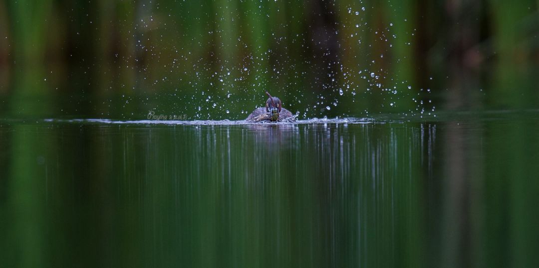 身边没有野生动物？也许是你不够慢
