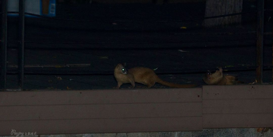 身边没有野生动物？也许是你不够慢