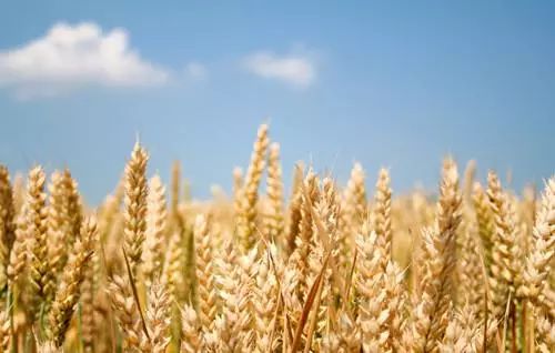 同样是麦子，为啥他一亩地能卖2000多元？