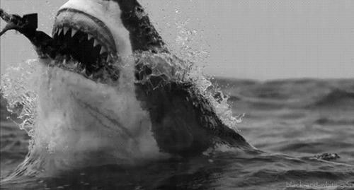 被北极熊追杀，抓拍鲨鱼咬向自己的瞬间……68岁摄影师玩命告诉你：为什么外国人这么少？