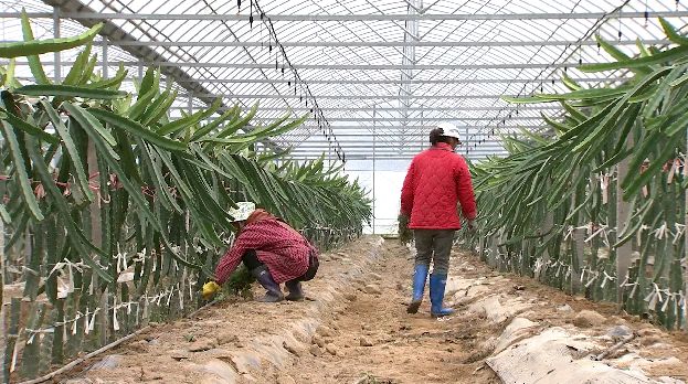 鏉戞皯鑴辫传鍠滅瑧棰滃紑,鏉戞皯鑴辫传鎯呭喌鍥剧墖