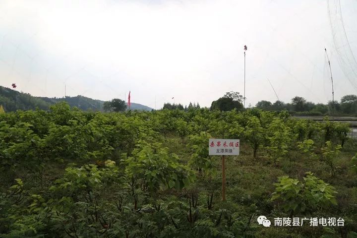 南陵民间故事,南陵历史故事