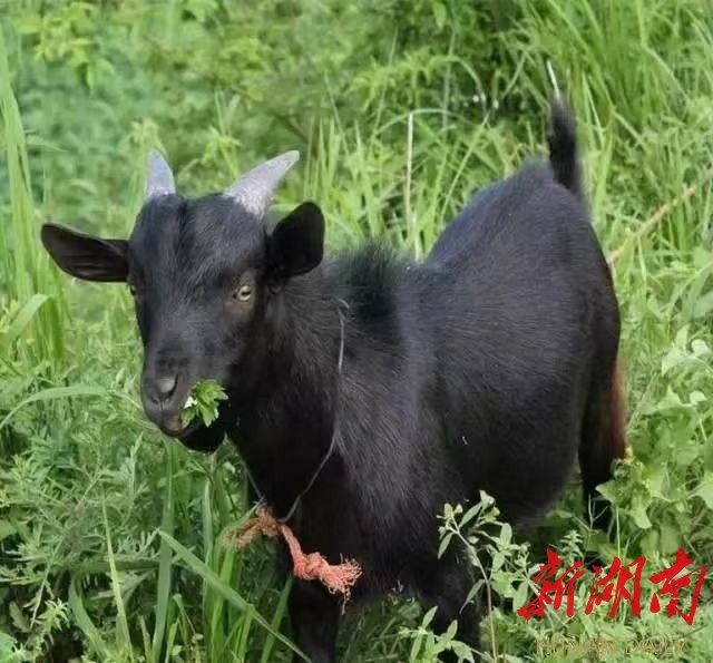 浏阳黑山羊特产,浏阳市黑山羊标志