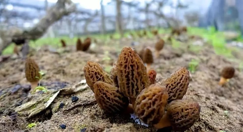 纯天然羊肚菌种植方法,珍稀羊肚菌怎么种