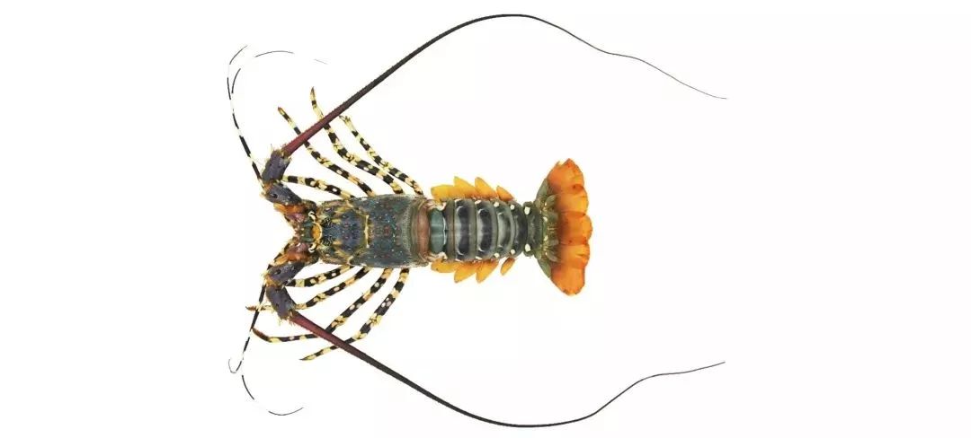 不认识这些海鲜，还敢说吃遍三亚？“三亚发布”能查海鲜限价哦～