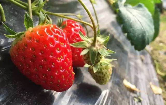 光影魔术手使用教程各工具的用途,光影魔术手怎么把模糊照片变清晰