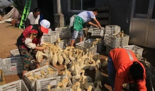 养殖户利润低的原因,肉鸭亏本