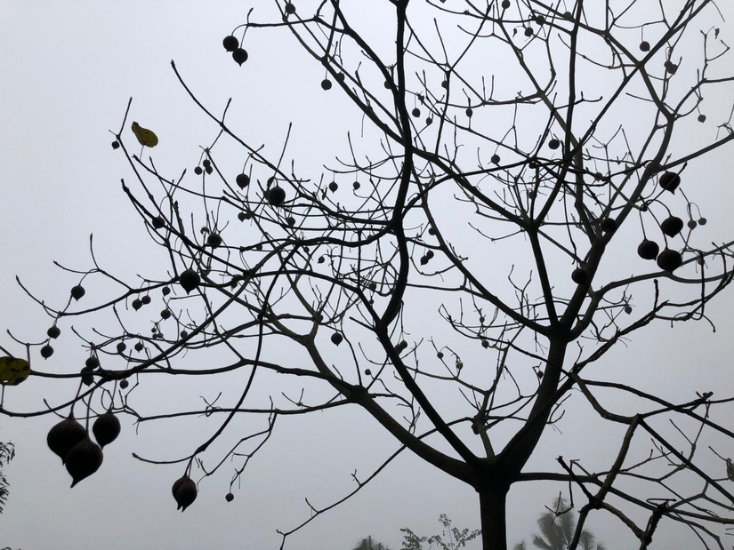 在世外桃源做傻子