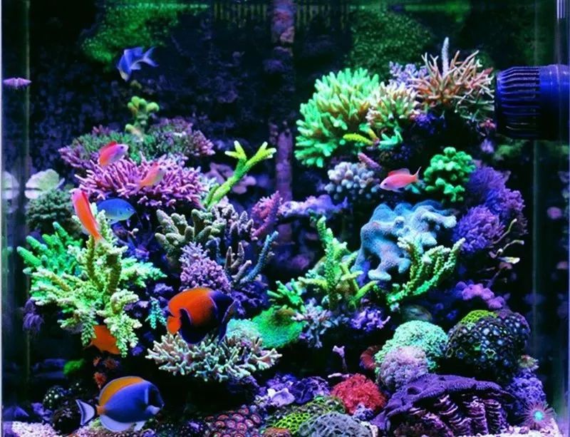 60海缸欣赏,60sps海缸鱼数量