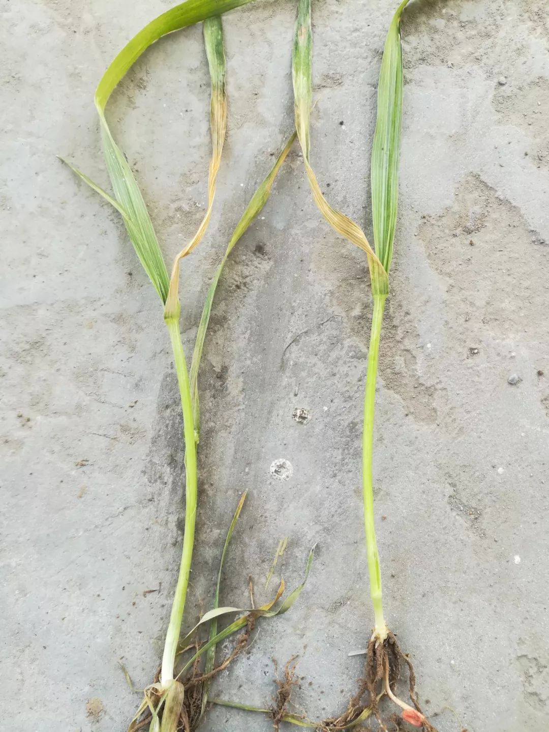 小麦最近发黄是什么原因造成,多地小麦出现发黄枯死现象