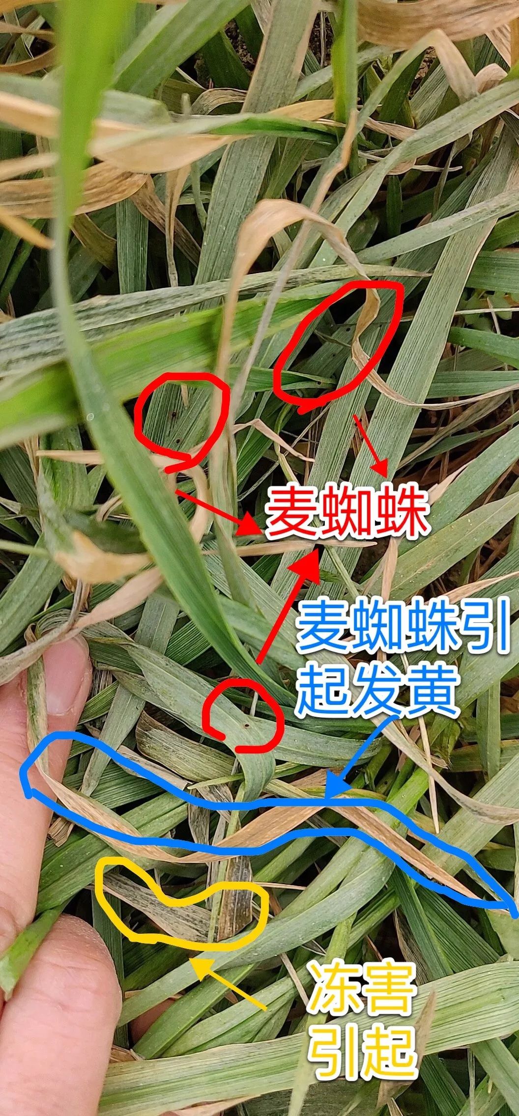 多地小麦出现发黄枯死现象,近期小麦发黄的原因怎么补救