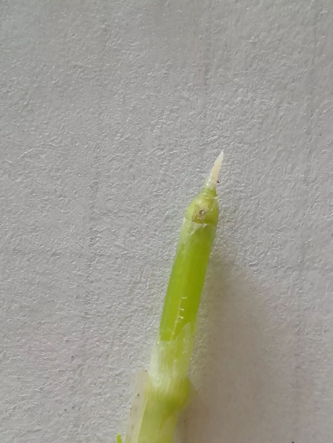 小麦最近发黄是什么原因造成,多地小麦出现发黄枯死现象