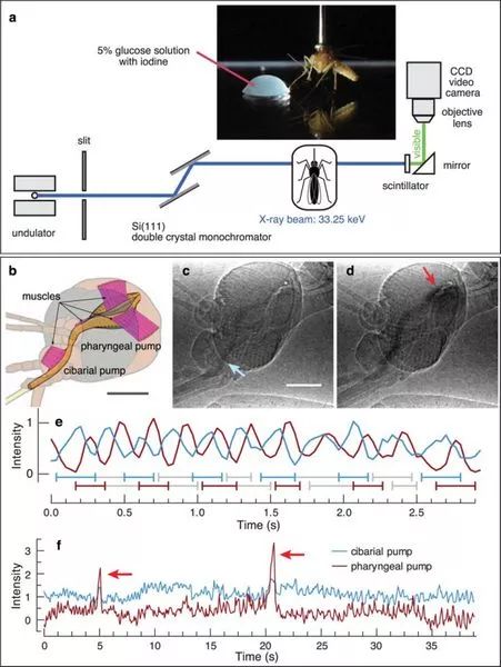蚊子是怎么形成的全过程,蚊子十大鲜为人知的科学事实