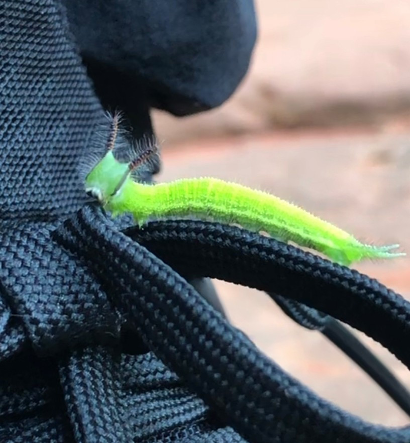 在爱情天梯偶遇小青龙