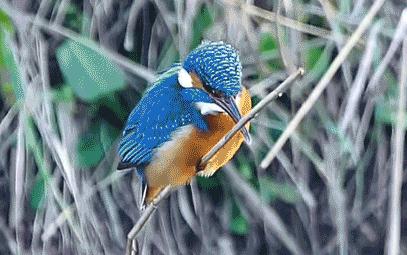 在鸡头装摄像头当稳定器,给鸡头安摄像头