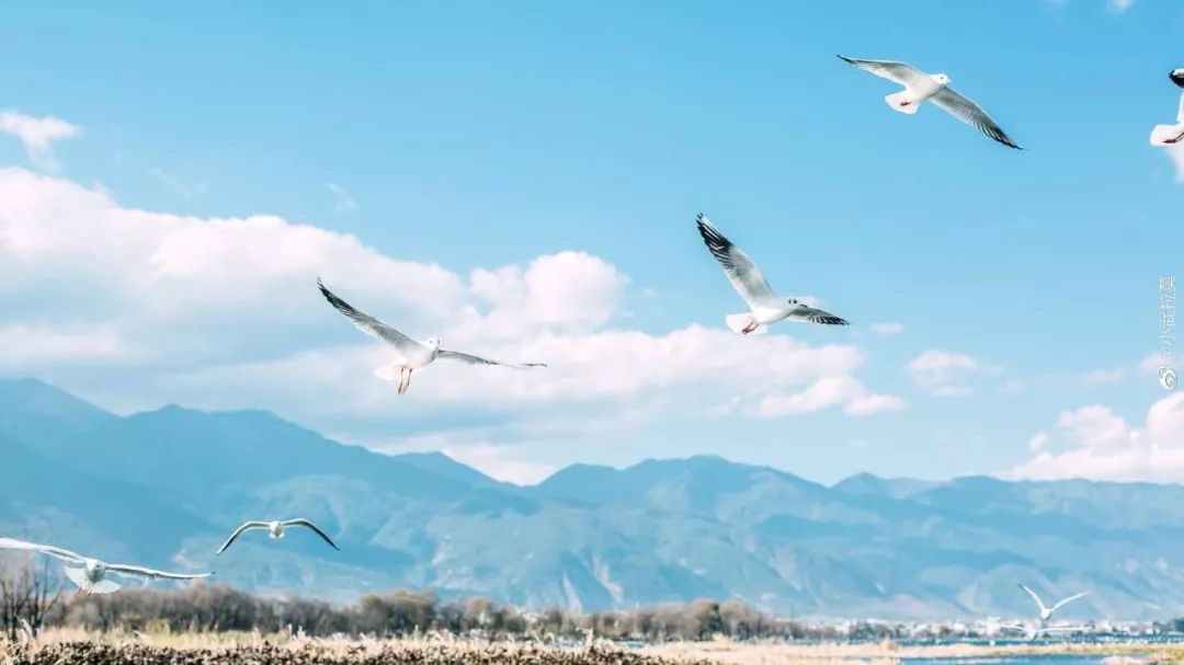 日系清新拍照参考,拍小清新日系照