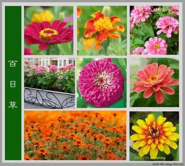 最全花品种,史上最简单的十种花