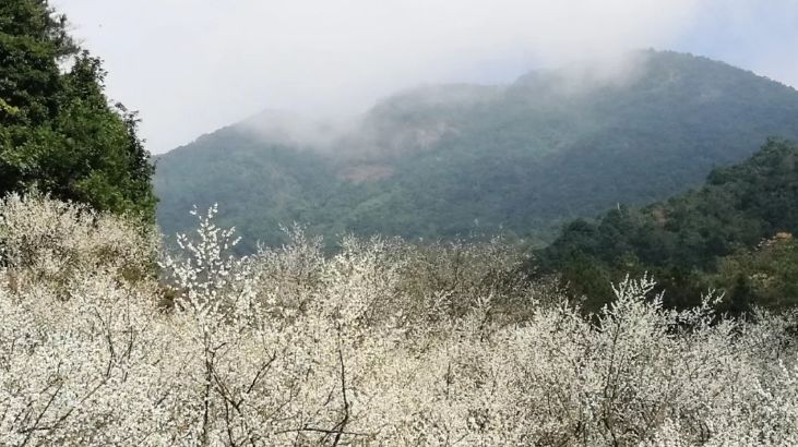 梁化梅园梅花开了吗,梁化梅园梅花观赏最佳时间