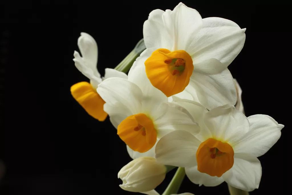 喜庆年宵花,盘点最受欢迎的十大年宵花