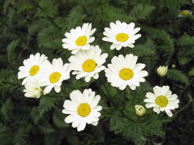 夏天驱蚊必备好物良心推荐,给大家推荐一款驱蚊神器驱蚊草