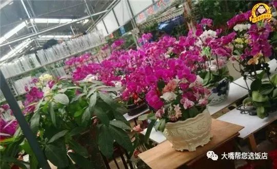 大连免费赏花好去处,逛遍大连