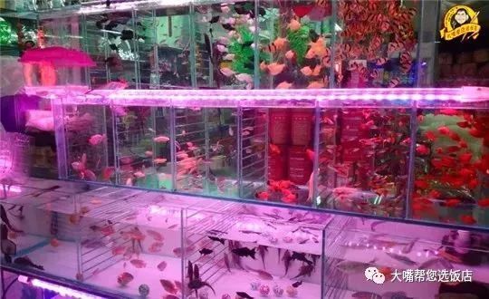 大连免费赏花好去处,逛遍大连