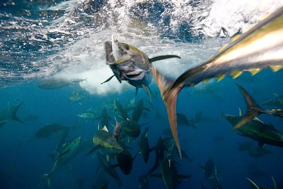 被北极熊追杀，抓拍鲨鱼咬向自己的瞬间……68岁摄影师玩命告诉你：为什么外国人这么少？
