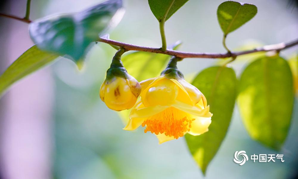 金花茶盛开,钦州茶花皇后金花茶