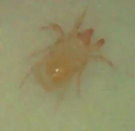 农作物害虫大全及防治,蔬菜害虫图片大全集